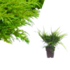 Juniperus pfitzeriana  -  Mint Julep