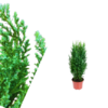 Chamaecyparis lawsoniana - Ellwoodii