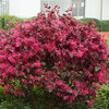 Loropetalum chinense - Black Pearl