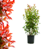 Photinia  fraseri  - Red Robin 140cm