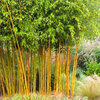 Zlatni Bambus - Phyllostachys Aurea 2m