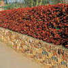 6 x Photinia fraseri  -Red Robin  60-70cm