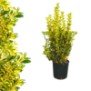 Euonymus japonicus  - Aureopictus 1m