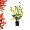 Photinia  fraseri  - Red Robin 70-80cm