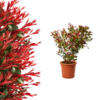 Photinia fraseri  - Compacta