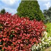 Photinia fraseri  - Compacta