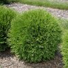 8xThuja Little Giant 