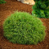 Thuja occ - Bowling Ball p9