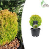 Thuja Teddy Gold