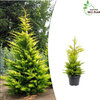 Cupressocyparis leylandii - Gold Rider