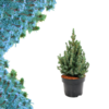 Picea glauca Sander  Blue