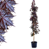 Acer platanoides - Crimson Sentry  2m