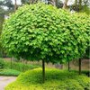 Acer Platanoides Globosum - kuglasti javor