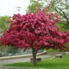 Malus Floribunda