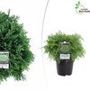 Chamaecyparis lawsoniana - Globosa 10l