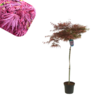 Acer palmatum dissectum  - Garnet