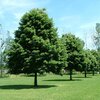 Sitnolisna Lipa -Tilia cordata 1m