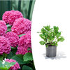 Hydrangea macrophylla - Sweety Pink