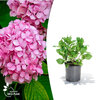 Hydrangea macrophylla -  Blue Power Pink