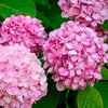 Hydrangea macrophylla -  Blue Power Pink