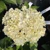 Hydrangea macrophylla - White Cripsi