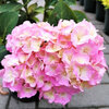 Hydrangea macrophylla -  Soft  Blue Power Pink 