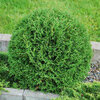 Thuja tiny tim p9