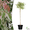 Acer Negundo flamingo 1.5