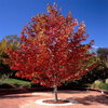 Liquidambar styraciflua - Likvidambar