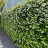 Zvezdasti Jasmin - Trachelospermum jasminoides