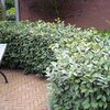 Elaeagnus ebbingei