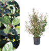Elaeagnus ebbingei
