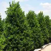 Ilex aquifolium - Nellie R. Stevens
