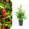 Ilex aquifolium - Nellie R. Stevens