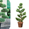 Juniperus spp. - Bonsai 140cm