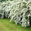 Spiraea - vanhouttei