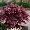 Acer pal. Atropurpureum – Japanski crveni javor