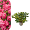 Rhododendron - President Roosevelt