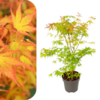 Acer palmatum - Katsura