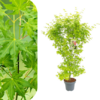 Acer Palmatum - Japanski Javor 1.6m