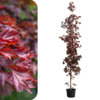 Acer platanoides - Crimson Sentry  2m