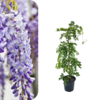 Visterija – wisteria sinensis