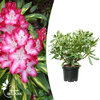 Rhododendron - President Roosevelt