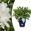 Rhododendron -Cunninghams White