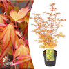 Acer palmatum - Katsura
