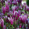 Magnolija lily flora nigra