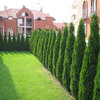 Thuja occ. Smaragd  30-40cm