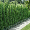 Thuja occ. Smaragd  30-40cm