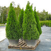 Thuja occ. Smaragd  30-40cm