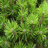 Pinus nigra &quot; Brepo&quot;